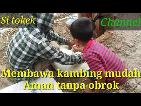 Video: Cara Mengangkut Kambing