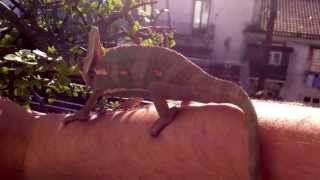 Veiled chameleon going for a walk by Thiago Oliveira 7,113 views 11 years ago 5 minutes, 23 seconds