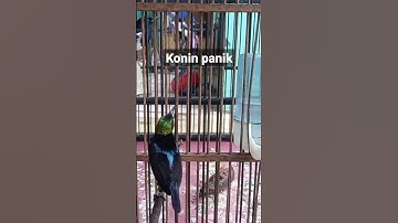 begini suara konin panik