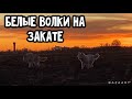 Белые Гибриды Волка на вечерней прогулке перед закатом. Реакция на город и пробежка полудиких зверят