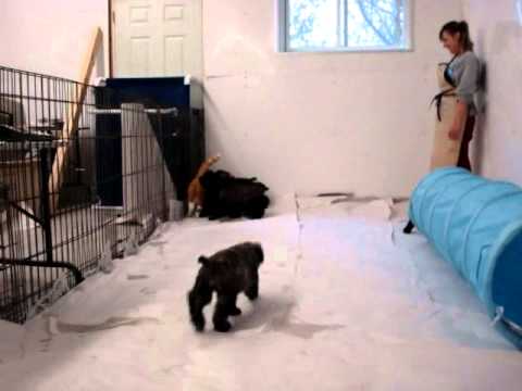 quiche kennels bouviers