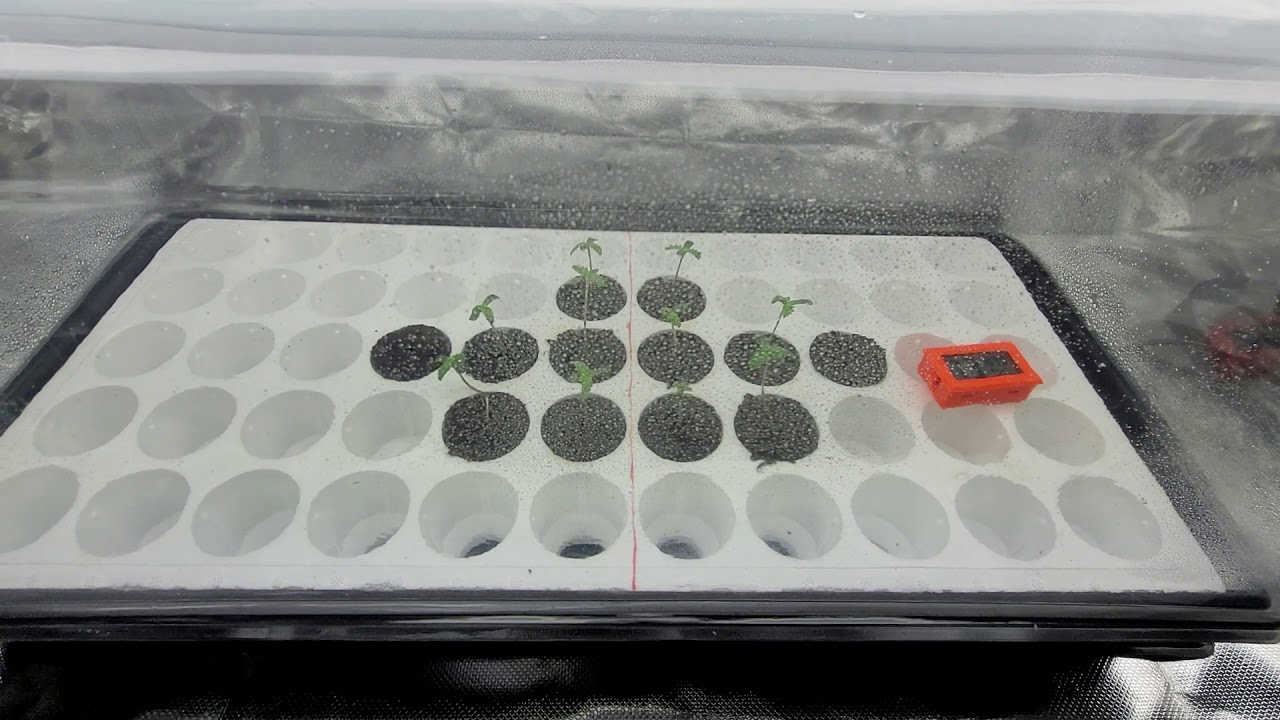 Deadpanhead🦠Genetics🦨Peach Skunk🍑 & HashMints!