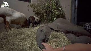 Nighttime at the homestead and orphanage with baby elephant, Phabeni