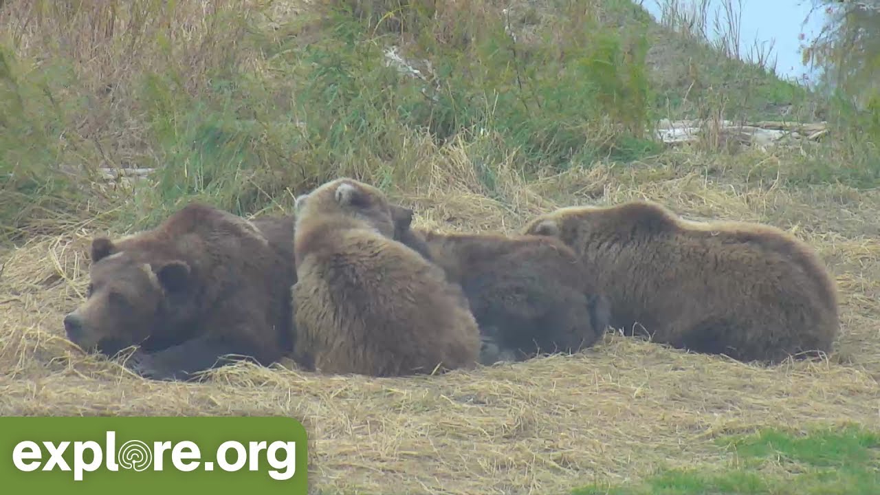 animal funny videos download mp4 Bear 451 Snuggles With Her Yearlings