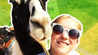 LLAMA HIKE! One with the Llama.