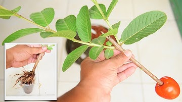 Amazing Growing Guava Tree Cutting In A Tomato {New Techniques} Brilliant idea