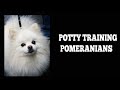 How To Easily Potty Train Pomeranians How To Easily Potty Train Pomeranians