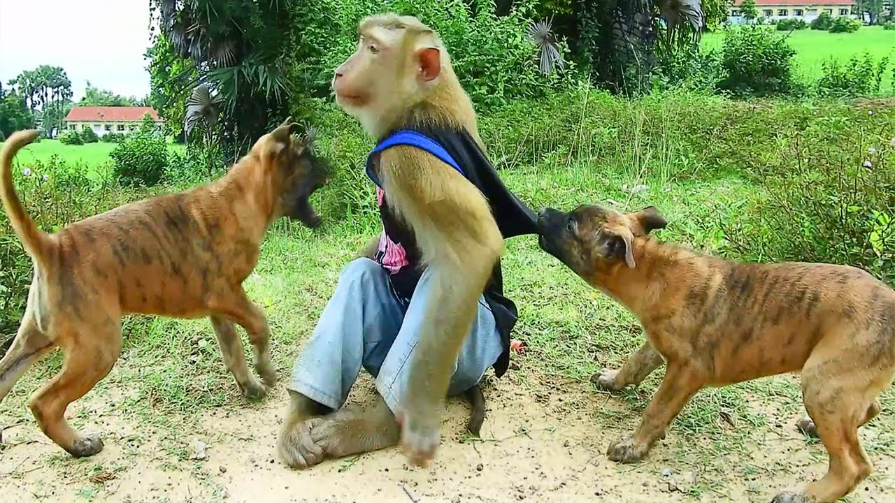 ADORABLE! Watch SokYaa Stay Cool During Dog Playtime Chaos!