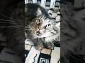 вот коллектив достался😼#кот #котики #cat #shots #shortcats #shortcatsvideos