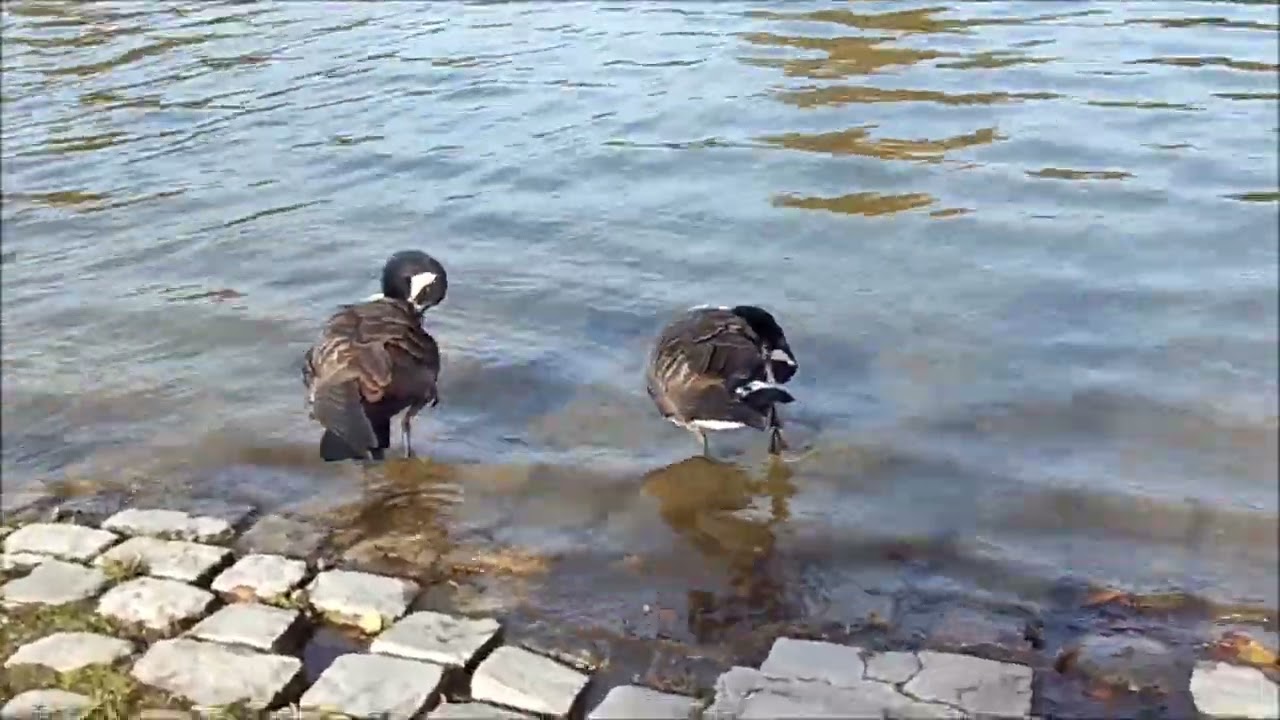 Petit lac, port, lac supérieur et vallon... au parc de La Courneuve où vivent tant d'oiseaux !