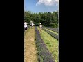 Travel Addicts Terre Bleu Lavender Farm ON Travel Addicts Terre Bleu Lavender Farm ON