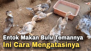 Cara Mengatasi Entok Makan Bulu Temannya
