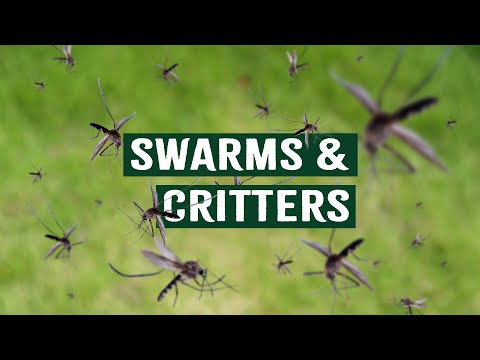 APOCALYPSE ON THE HORIZON? UNDERSTANDING NATURE'S MASS INVASIONS