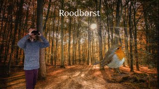 Vogel Beginnerscursus - Roodborst