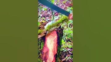 sharp machete for cutting tree trunks and branches #shorts