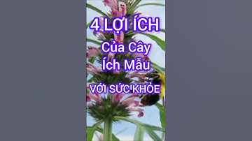 4 Lợi Ích Bất Ngờ Của Cây Ích Mẫu Có Thể Bạn Chưa Biết #dinhduong #health #suckhoe