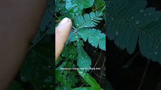 Putri Ko Pemalu..sebagai Anak Raja,Harusnya Pd Dong