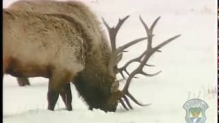 Winter Feeding: A Wildlife Dilemma