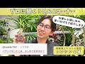 【植物のプロが教える】挿し木より水差しが正解！コンシンネの増やし方