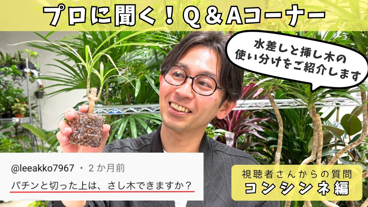 【植物のプロが教える】挿し木より水差しが正解！コンシンネの増やし方