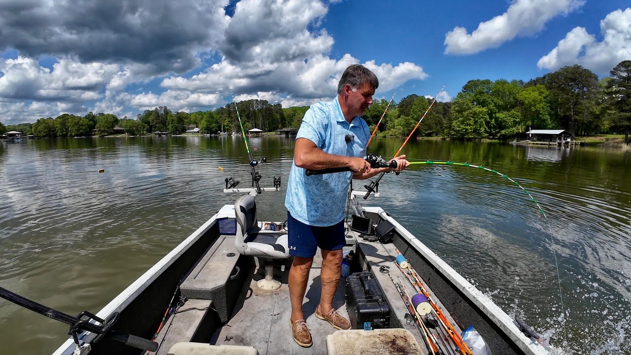 These Big Catfish Were Swimming Shallow By Peoples Docks
