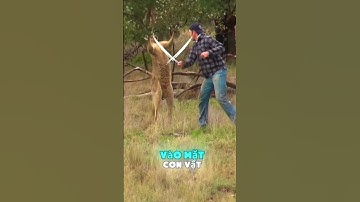 Người đàn ông giải cứu chú chó khỏi Kangaroo