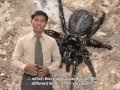 'Did You Know?' 19 - Cambodian Spiders (English subtitles) - Videos Khmer, Cambodia