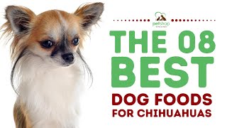 The Best Dog Foods for Chihuahuas