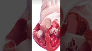Functioning Of Human Heart
