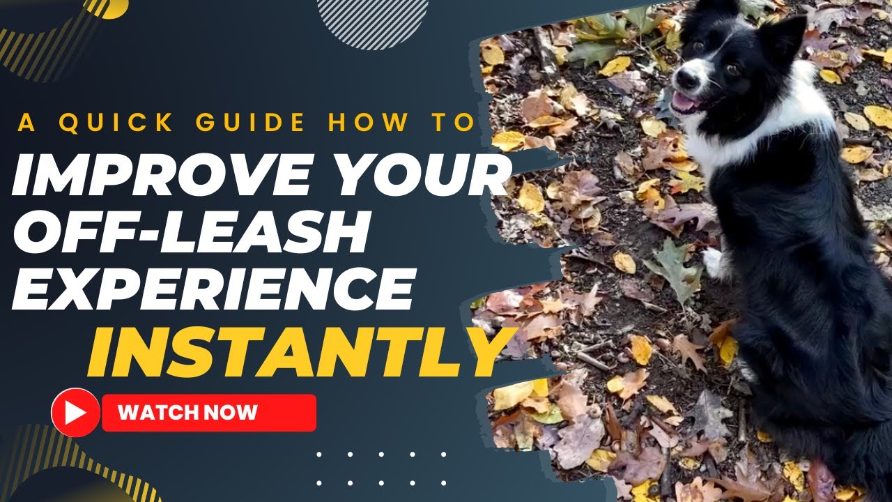 Off Leash Training How to Train Your Dog To LISTEN OF LEASH (Dog