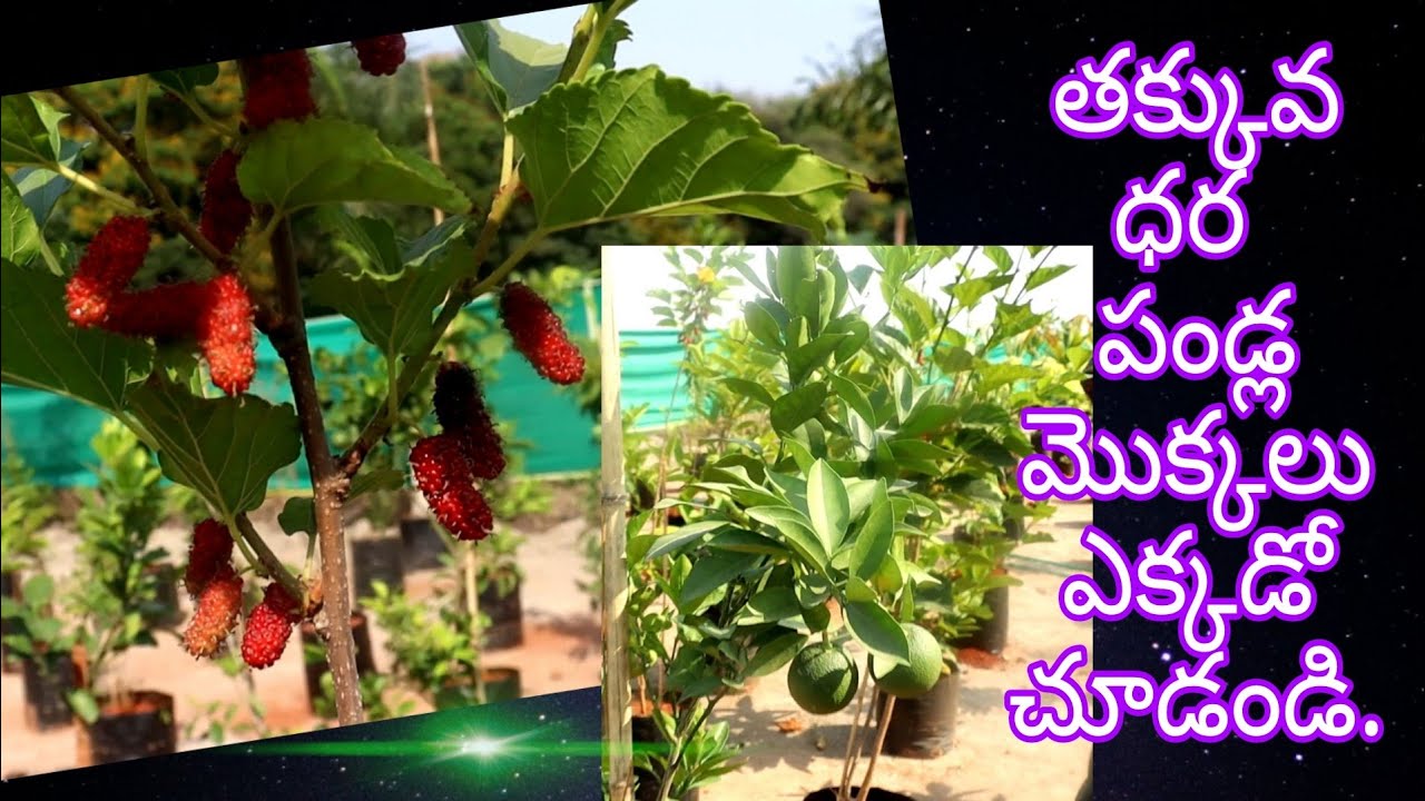 low cost...fruit plants nursery.. Vijayawada guntupalli..tapaswi