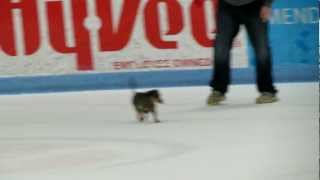 2012 Dachshund Derby--Storm