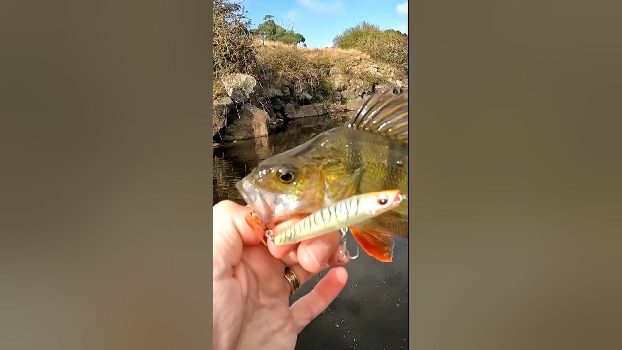 Redfin on Surface Lures. Topwater English Perch in Autumn. So much