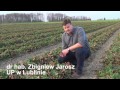 Nawożenie truskawek wiosną, stosowanie nawozów azotowych