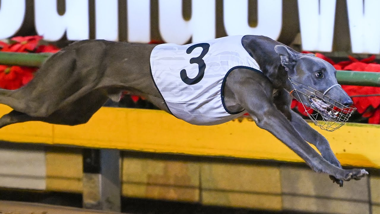 2020 TAB Melbourne Cup heat 6 | Tommy Shelby