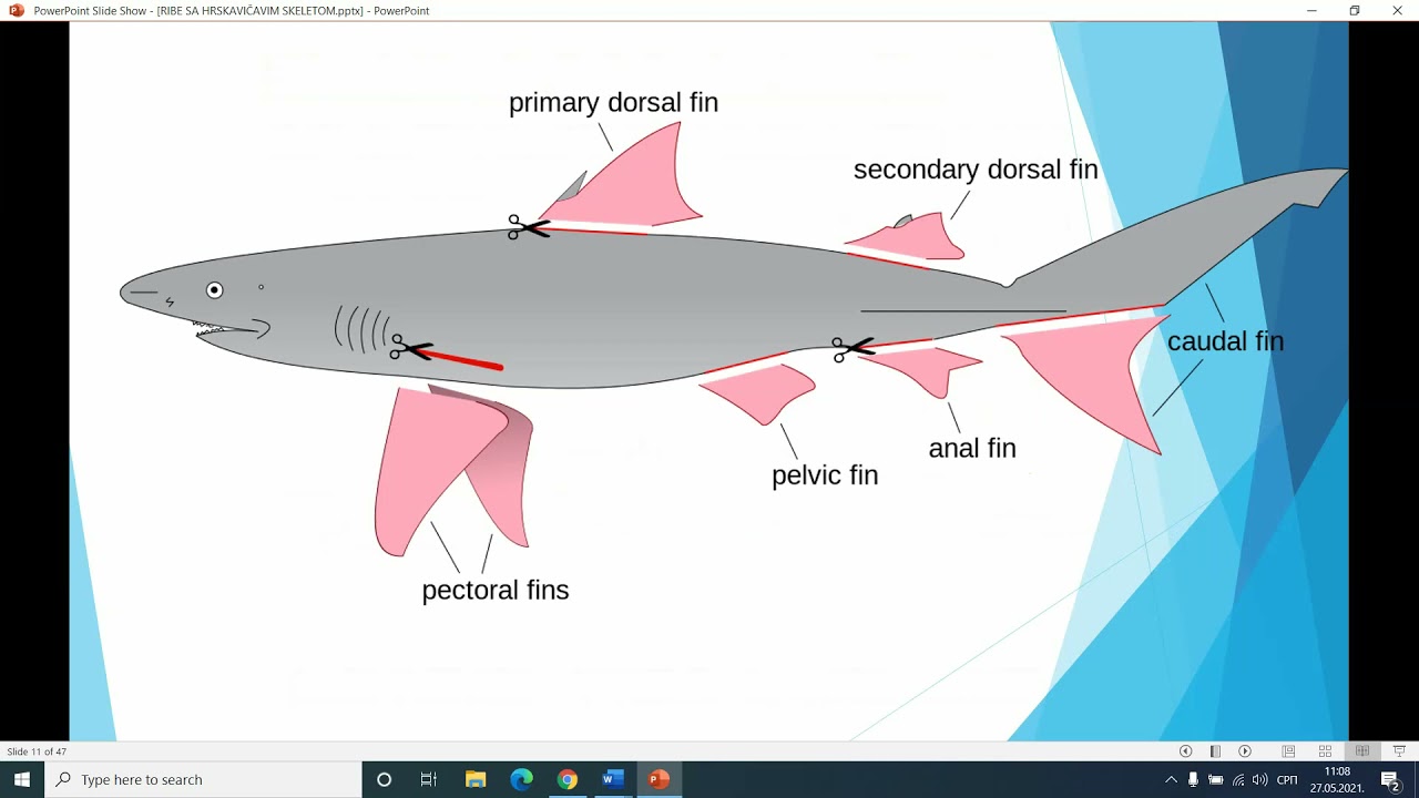 Ribe sa hrskavičavim skeletom