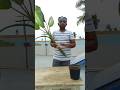 Dieffenbachia propagation in just 30 seconds, #natas_artistry #dieffenbachia #indoorplants #plants