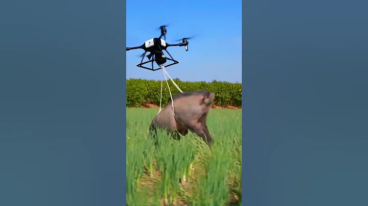 Drone Intercepts Wild Boar Entering the Plantation Area!