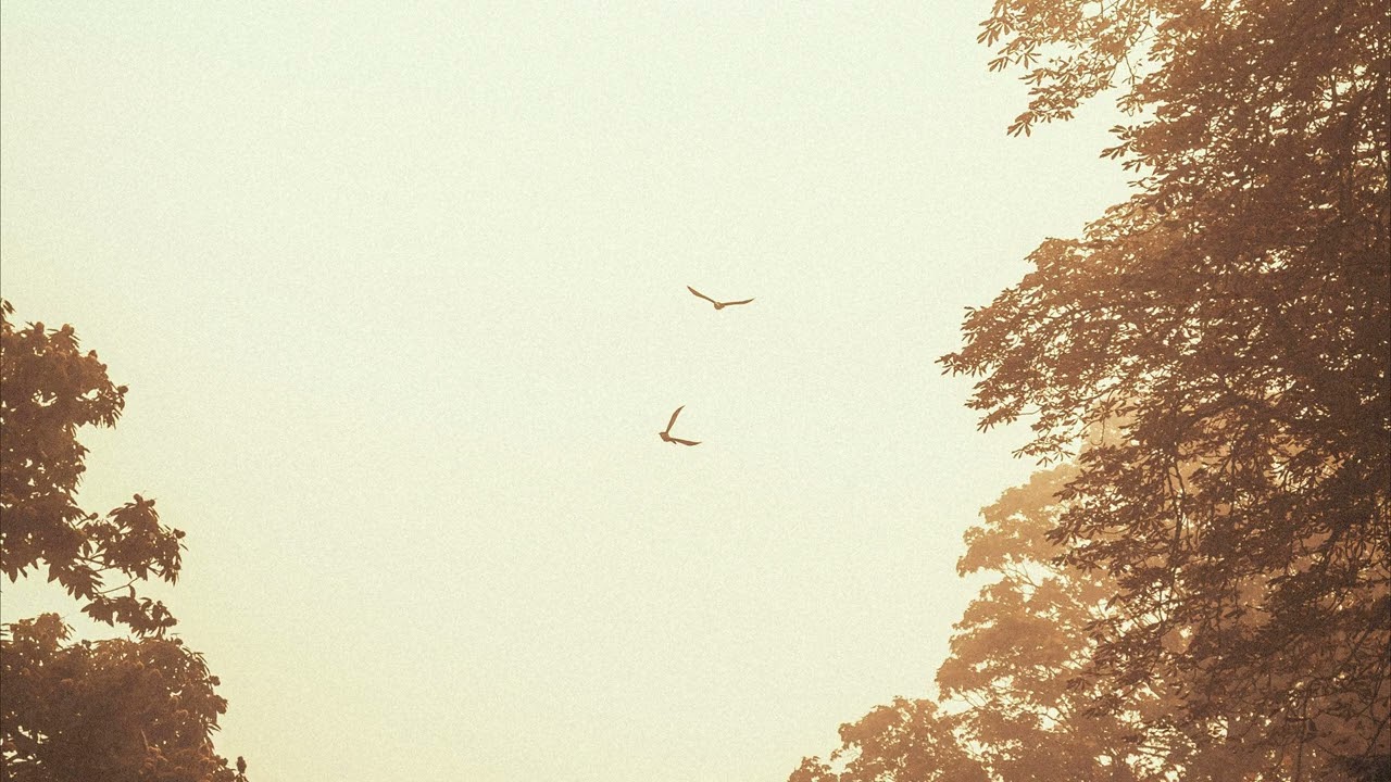 cosluar - last feather