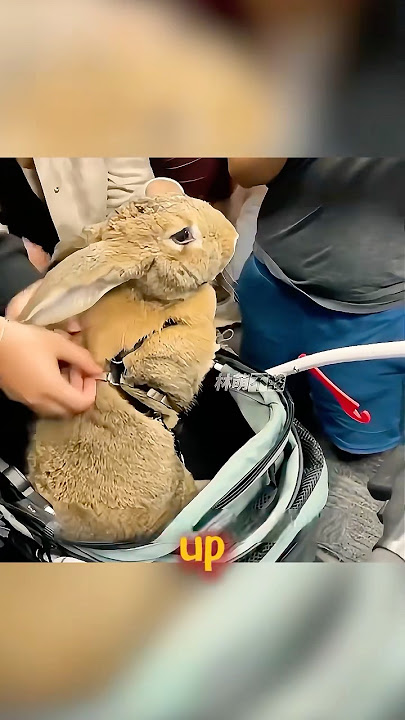 This is the biggest rabbit I have ever seen.#shorts #animals #foryou #animallife