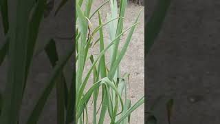 Celebrity Bee are fighting  back #bee #youtubeshorts Profile