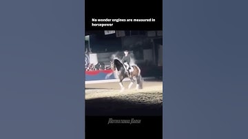 No wonder engines are measured in horsepower | #motivation #ytshorts #shorts #horseriding #horse