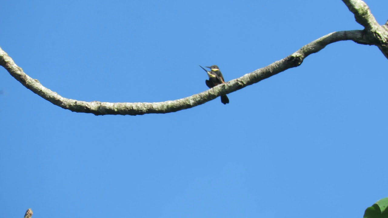 Dusky-backed jacamars (Rio Tuira, Darien, Panama) investing in their future