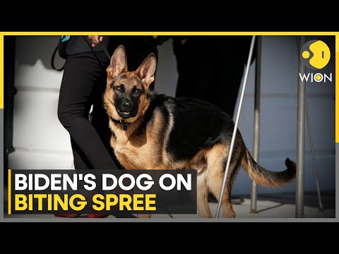 Joe Biden's dog bit US secret service agent 24 times | Latest English News | WION