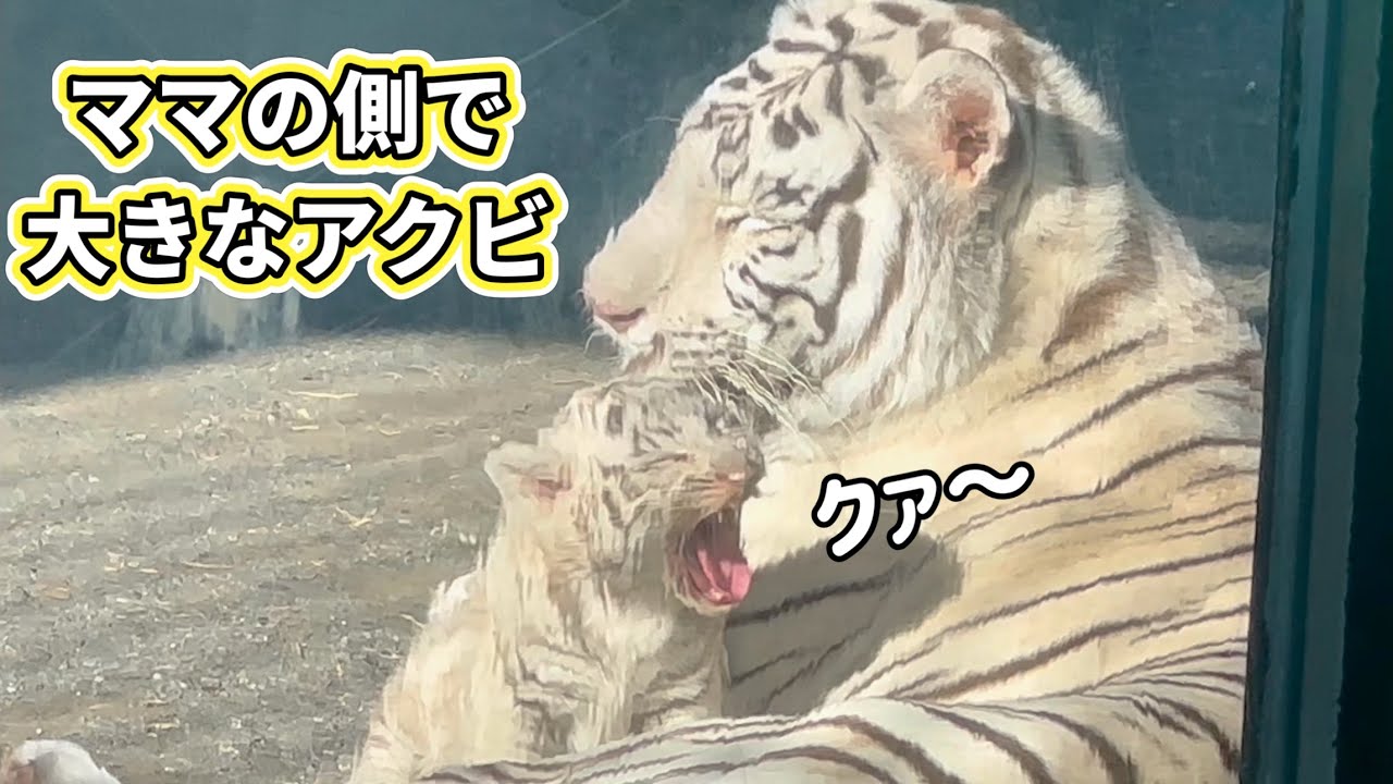 Tiger ママ様 スノーターガー（ママタイガー・M / 140*70cm /シルク） – TIGER with