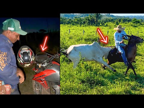 TONHO FELL OFF HIS MOTORBIKE 😱 ANGRY COW ATTACKED THE MULE‼️