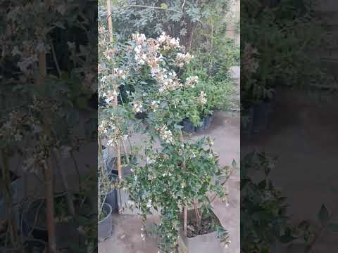 Abelia güllərinin satışı.Bakı şəhəri, Bayıl qəsəbəsi, Tel:+994553497070 #kitayskiroza #gül #abelia