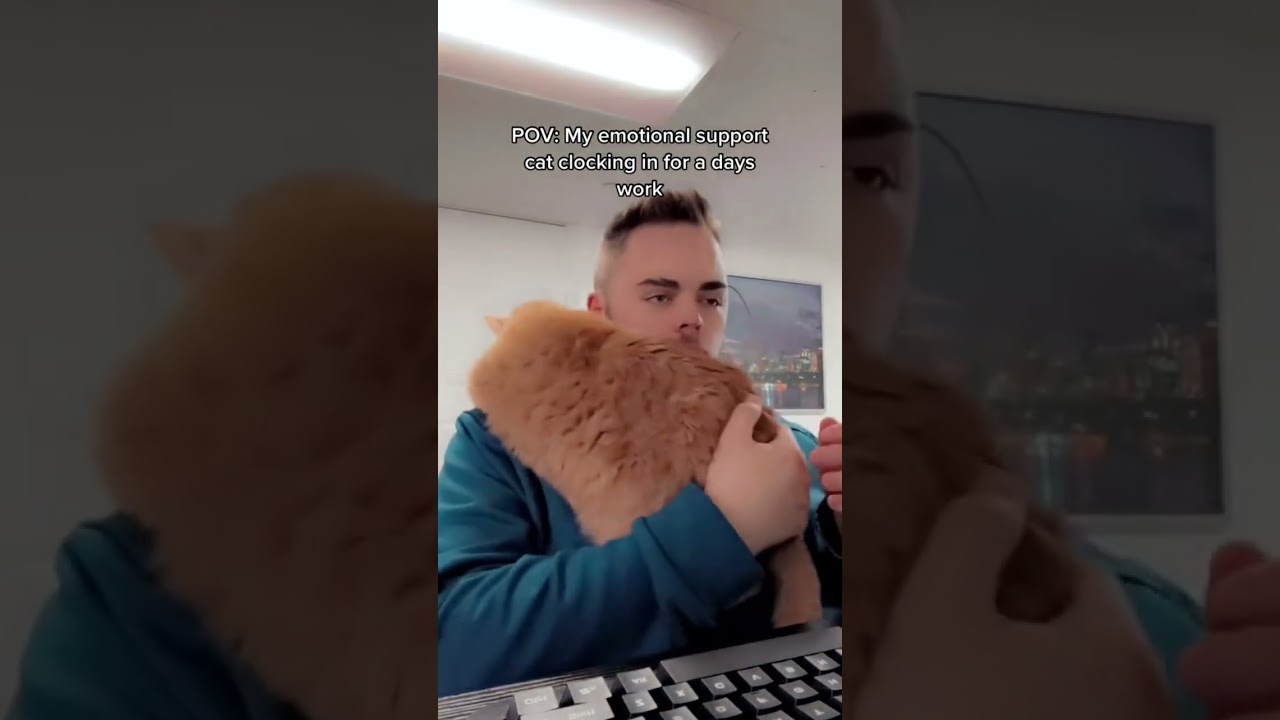 Emotional Support Cat | Maseplace #shorts