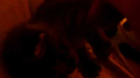 Watch the video about Baby manx Kittens being cute