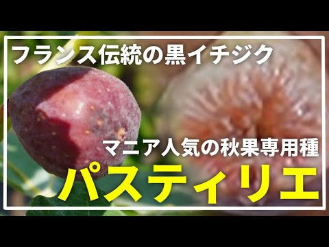 Pastiliere（パスティリエ、ルージュ・ボルドー）収穫確認済み イチジク苗 Pastiliere（パスティリエ、ルージュ・ボルドー）収穫確認済み